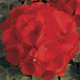 Пеларгонія садова BullsEye Scarlet, 250 шт, Syngenta