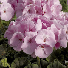 Пеларгонія садова BullsEye Light Pink, 5 шт, Syngenta