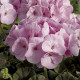 Пеларгонія садова BullsEye Light Pink, 5 шт, Syngenta
