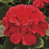 Пеларгонія садова BullsEye Red, 250 шт, Syngenta