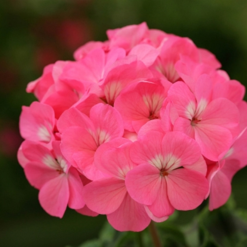 Пеларгония Dancer F2 Deep Rose