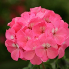Пеларгонія Dancer F2 Deep Rose, 10 шт, Floranova