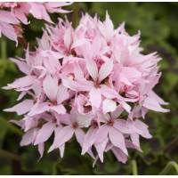 Пеларгония Quantum F1 Light Pink