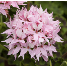 Пеларгония Quantum F1 Light Pink
