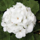 Пеларгонія садова Border F1 White, 100 шт, Hem Genetics