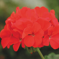 Пеларгонія Horizon  Deep Red, 5 шт, Floranova