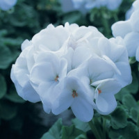 Пеларгонія Horizon  Pure White, 5 шт, Floranova