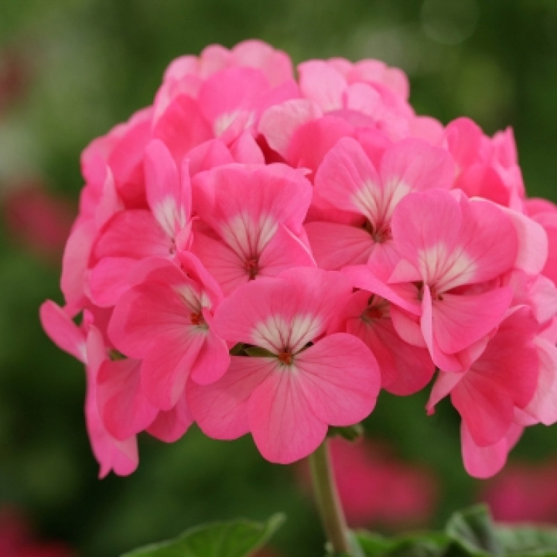 Пеларгонія Horizon  Rose, 50 шт, Floranova
