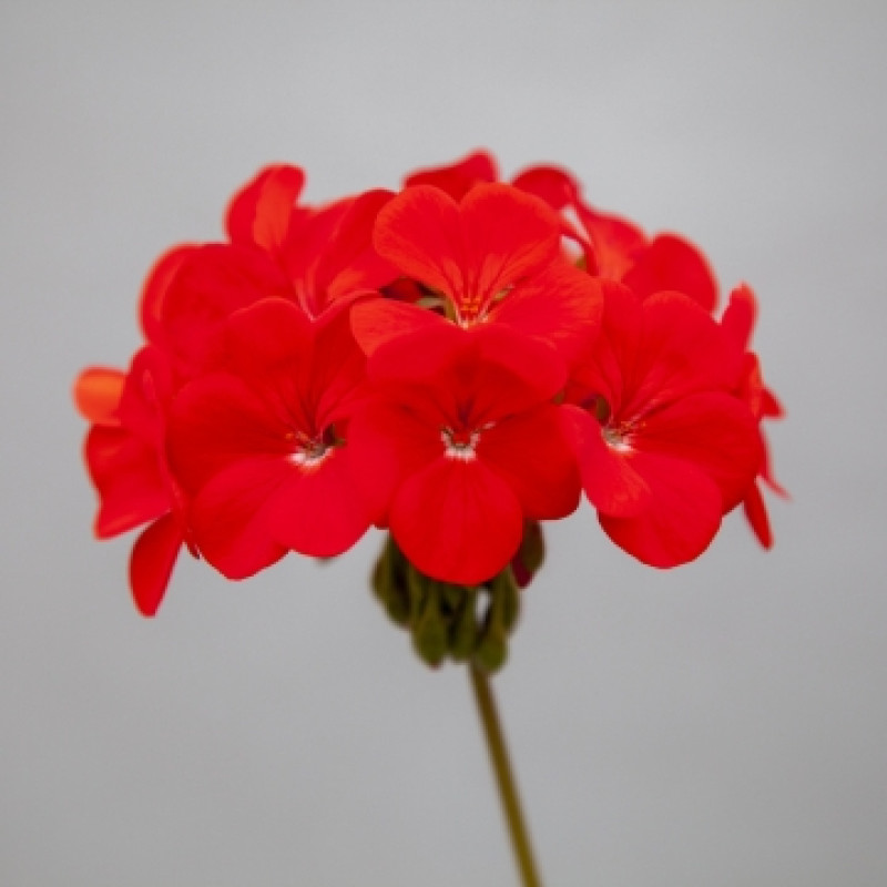 Пеларгонія Horizon Shadow Red, 50 шт, Floranova