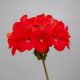 Пеларгонія Horizon Shadow Red, 50 шт, Floranova