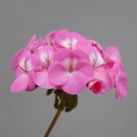 Пеларгонія Horizon Shadow Rose, 250 шт, Floranova