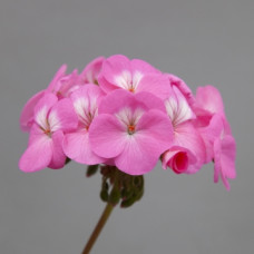 Пеларгонія Horizon Shadow Rose, 250 шт, Floranova