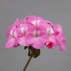 Пеларгонія Horizon Shadow Rose, 5 шт, Floranova