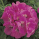 Пеларгонія садова Maverick Pink, 250 шт, Syngenta