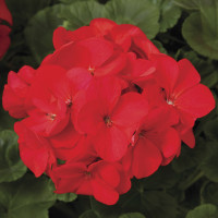 Пеларгонія садова Maverick Red, 5 шт, Syngenta