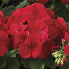 Пеларгонія садова Maverick Scarlet, 5 шт, Syngenta