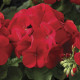 Пеларгонія садова Maverick Scarlet, 5 шт, Syngenta