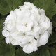 Пеларгонія садова Maverick White, 250 шт, Syngenta