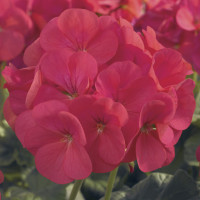 Пеларгонія садова Maverick Coral, 5 шт, Syngenta