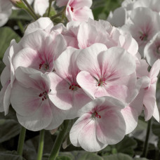 Пеларгонія садова Maverick Appleblossom, 50 шт, Syngenta