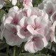 Пеларгонія садова Maverick Appleblossom, 5 шт, Syngenta