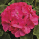 Пеларгонія садова Maverick Rose, 5 шт, Syngenta