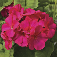Пеларгонія садова Maverick Violet, 50 шт, Syngenta