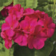 Пеларгонія садова Maverick Violet, 50 шт, Syngenta