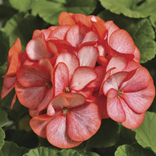 Пеларгонія садова Maverick Scarlet Picotee, 5 шт, Syngenta