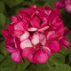 Пеларгонія садова Maverick Violet Picotee, 5 шт, Syngenta