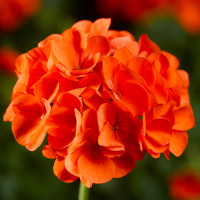 Пеларгонія садова Maverick Orange, 5 шт, Syngenta