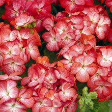 Пеларгонія садова Multibloom Scarlet Eye, 50 шт, Syngenta