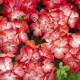 Пеларгонія садова Multibloom Scarlet Eye, 250 шт, Syngenta