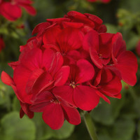 Пеларгония садовая Multibloom Red