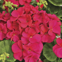 Пеларгонія садова Multibloom Violet, 250 шт, Syngenta