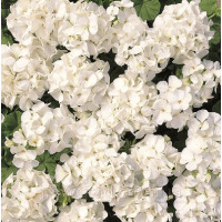 Пеларгония садовая Multibloom White