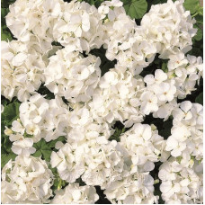 Пеларгония садовая Multibloom White