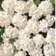 Пеларгония садовая Multibloom White