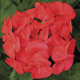 Пеларгонія Pinto Premium Coral, 50 шт, Syngenta