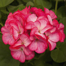Пеларгонія Pinto Premium Rose Bicolor, 5 шт, Syngenta