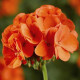 Пеларгонія Pinto Premium Orange, 1000 шт, Syngenta