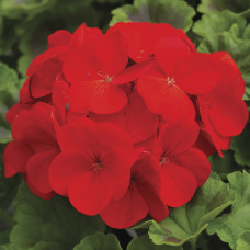 Пеларгонія Pinto Premium Deep Red, 250 шт, Syngenta