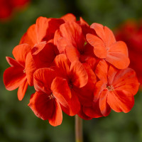 Пеларгонія Pinto Premium Deep Scarlet, 5 шт, Syngenta