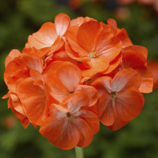 Пеларгонія Pinto Premium Orange Bicolor, 5 шт, Syngenta