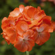 Пеларгонія Pinto Premium Orange Bicolor, 5 шт, Syngenta