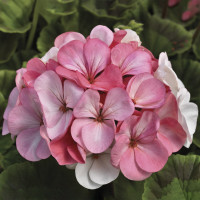 Пеларгонія Pinto Premium White Rose, 5 шт, Syngenta