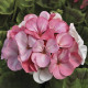 Пеларгонія Pinto Premium White Rose, 1000 шт, Syngenta