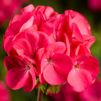 Пеларгонія Pinto Premium Deep Rose, 5 шт, Syngenta