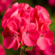 Пеларгонія Pinto Premium Deep Rose, 5 шт, Syngenta
