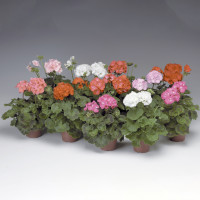 Пеларгонія Pinto Premium Mix, 10 шт, Syngenta